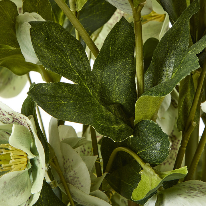 Large Green Hellebore in Taupe Pot - TidySpaces