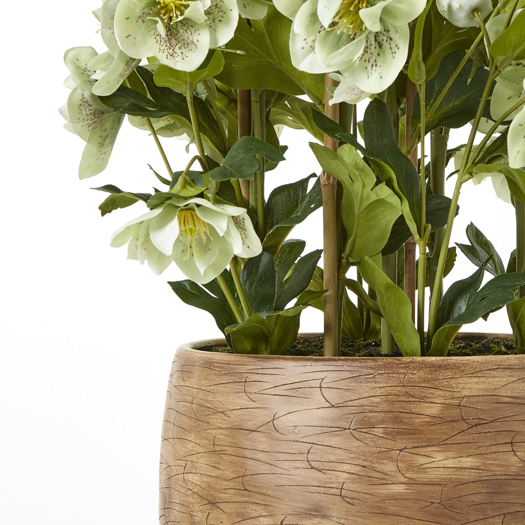 Large Green Hellebore in Taupe Pot - TidySpaces