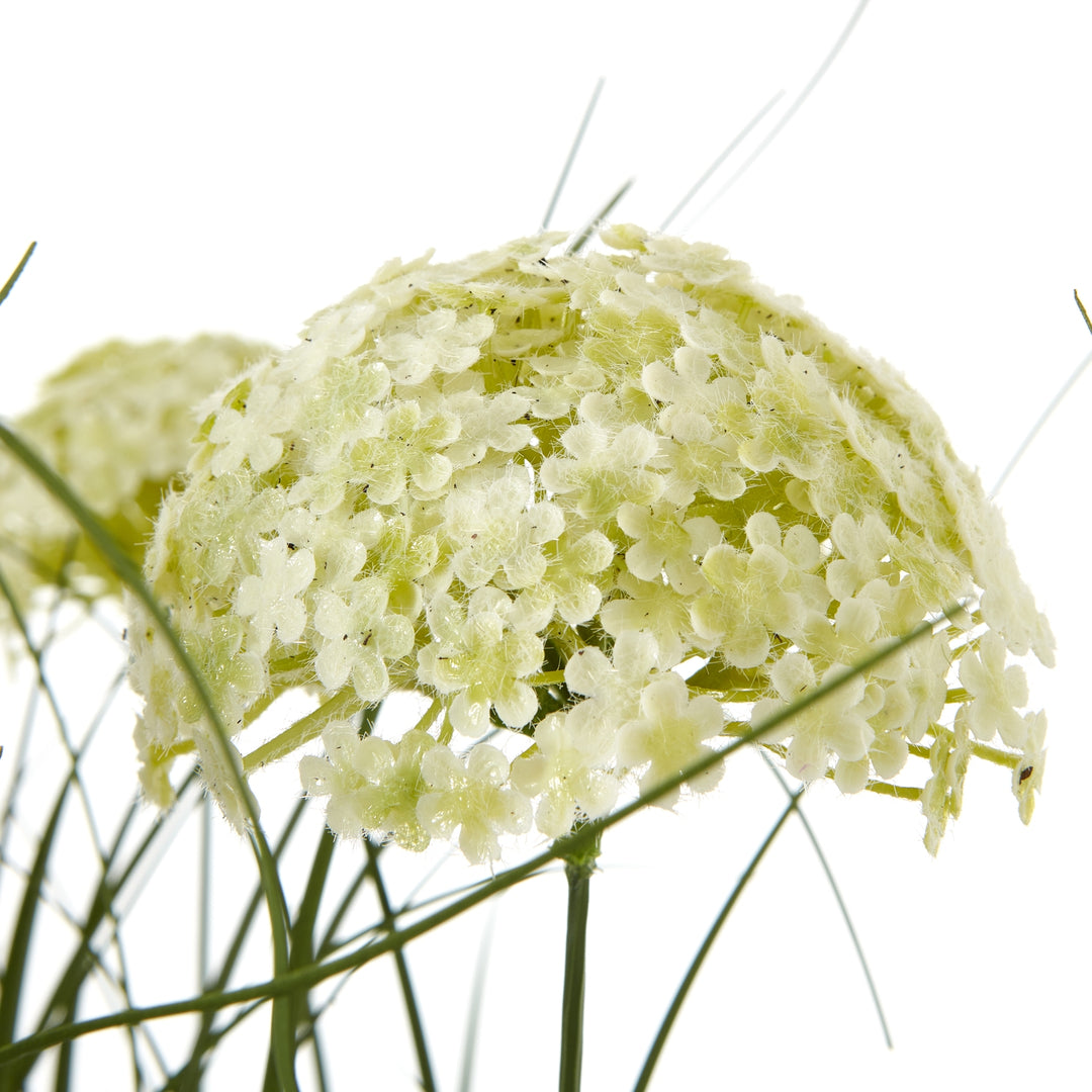 White Allium Plant In Pot - TidySpaces