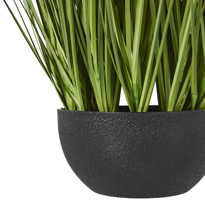 White Allium Plant In Pot - TidySpaces