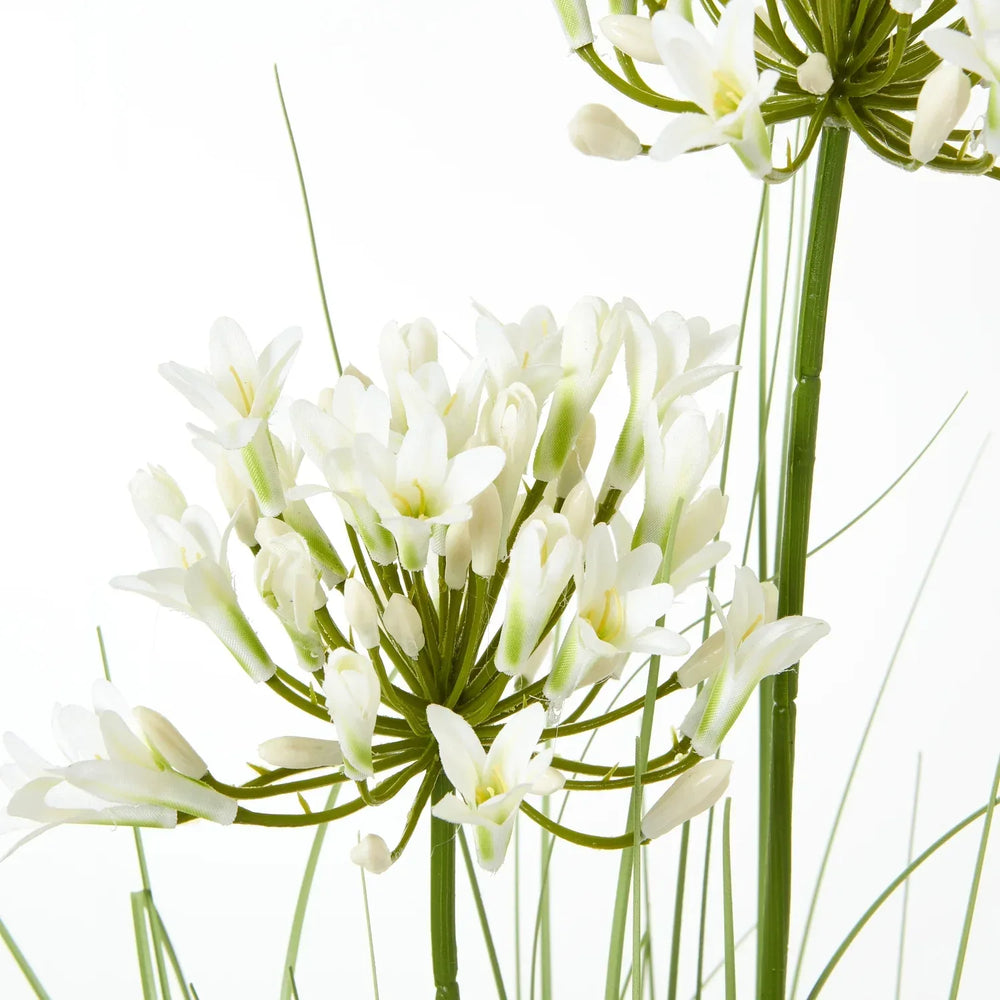 White Agapanthus Plant In Pot - TidySpaces