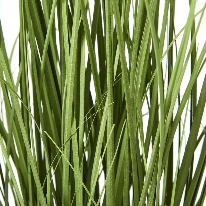 White Agapanthus Plant In Pot - TidySpaces