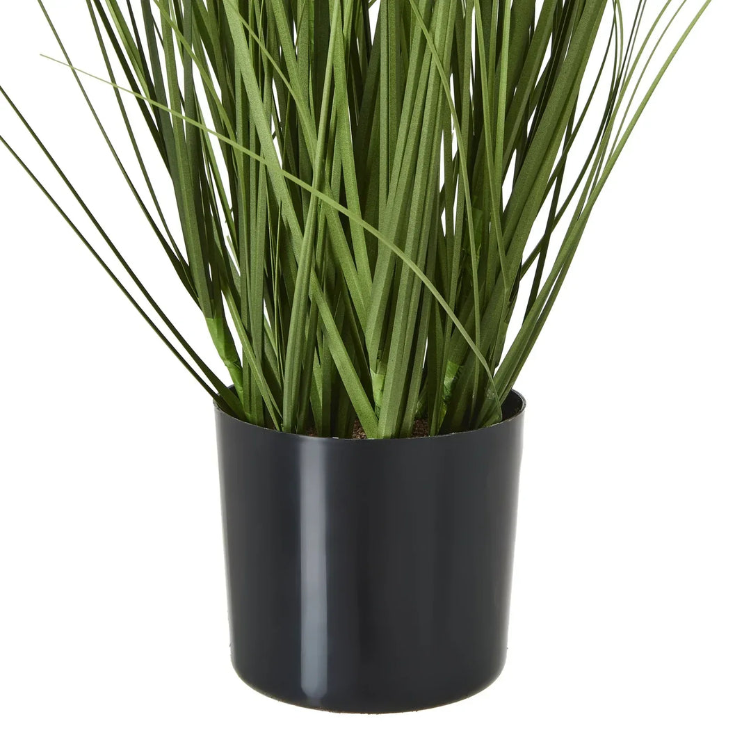 White Agapanthus Plant In Pot - TidySpaces