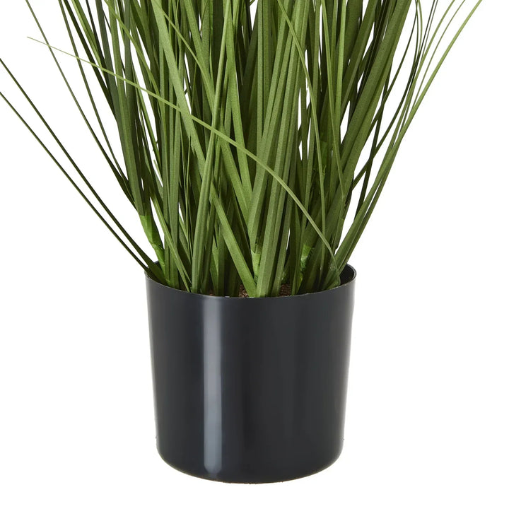 White Agapanthus Plant In Pot - TidySpaces