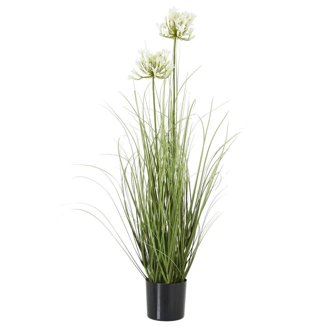 White Agapanthus Plant In Pot WHITE PLASTIC - TidySpaces