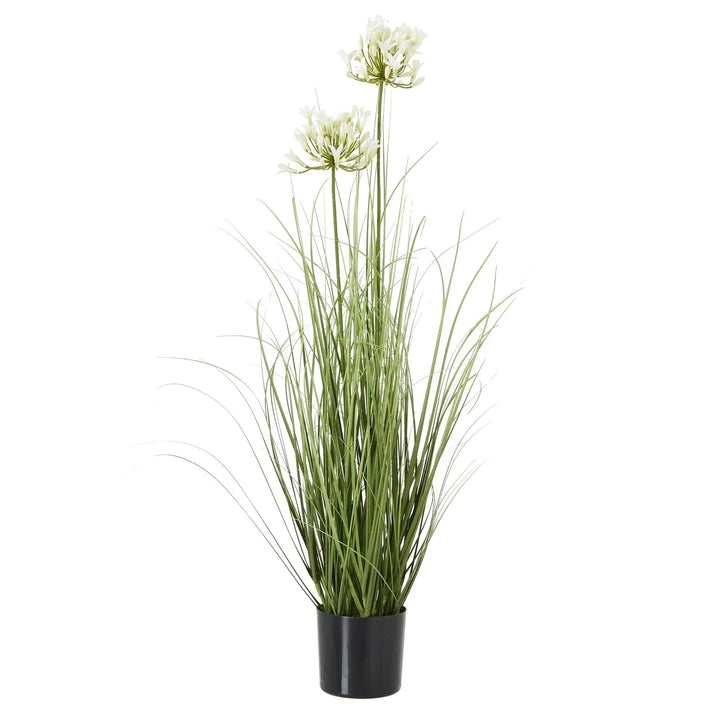 White Agapanthus Plant In Pot WHITE PLASTIC - TidySpaces