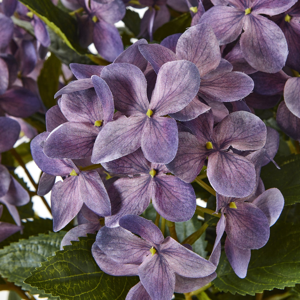 Medium Plum Hydrangea Plant In Pot - TidySpaces