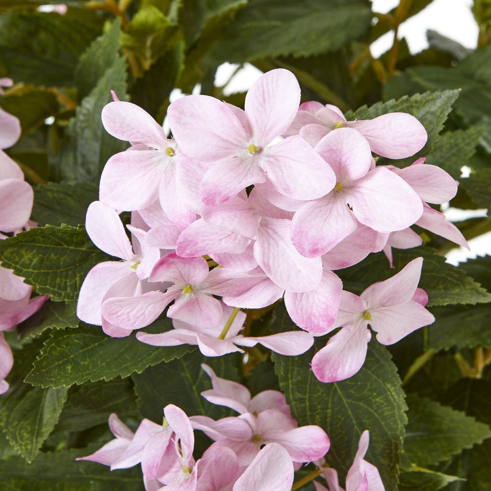 Large Pink Hydrangea Plant In Pot - TidySpaces