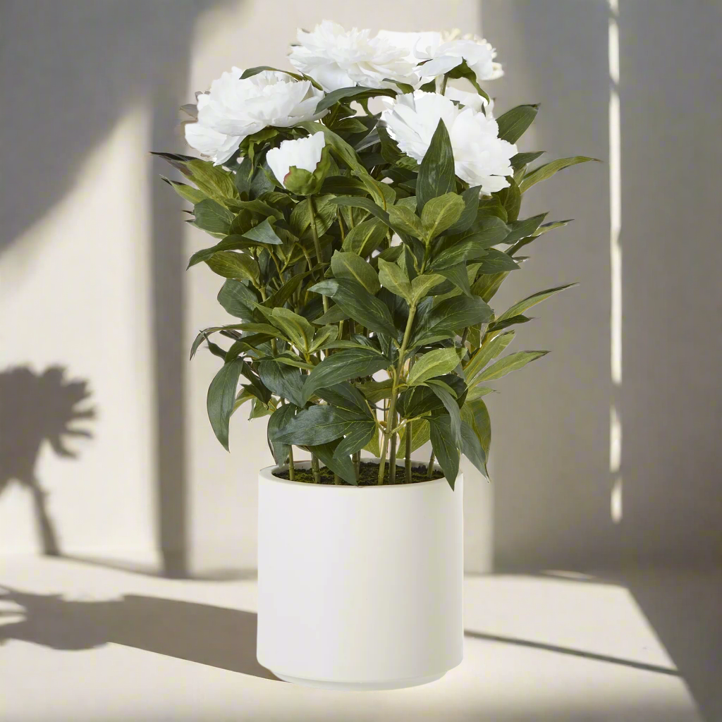 Large White Peony Plant In Pot