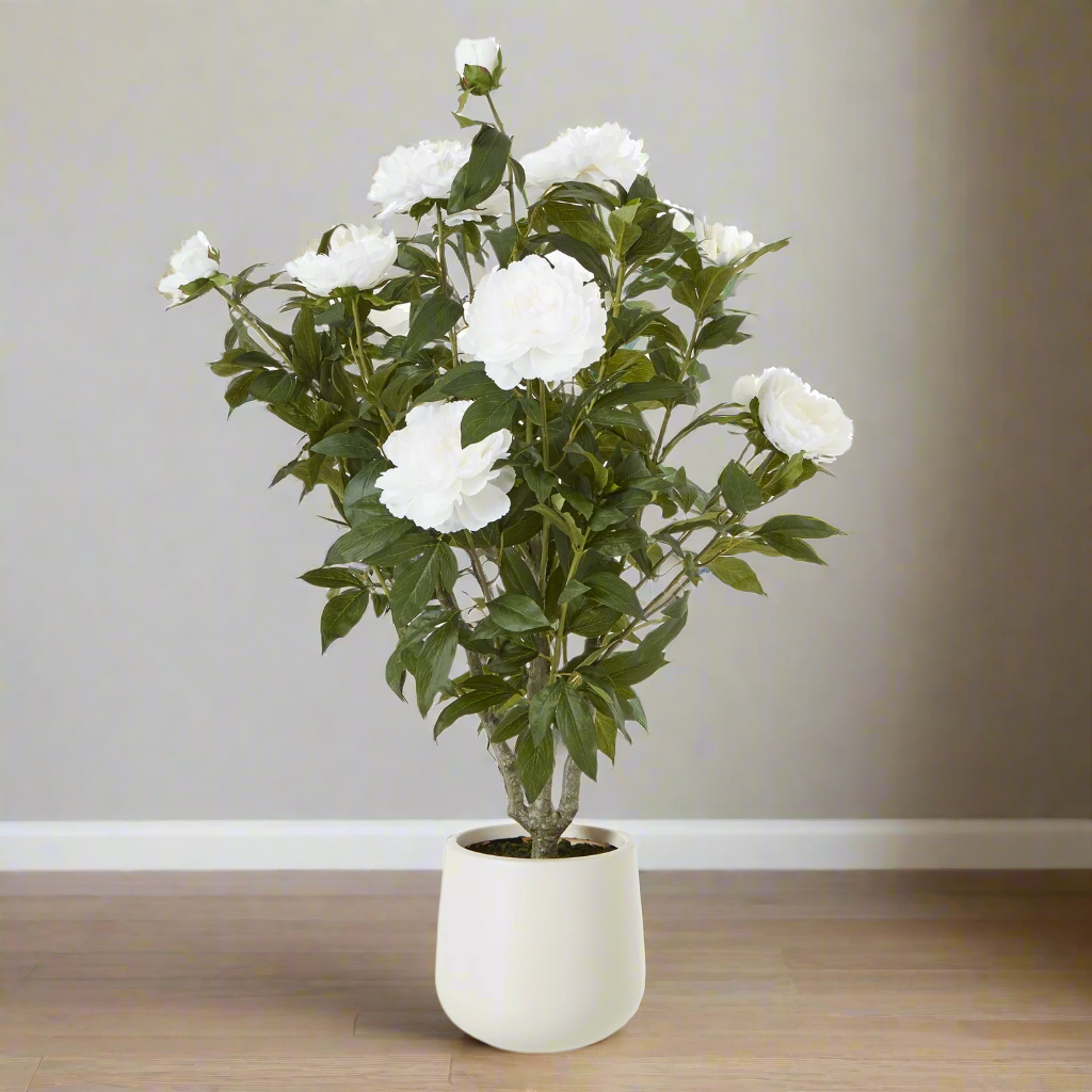 Extra Large White Peony Bush In Pot