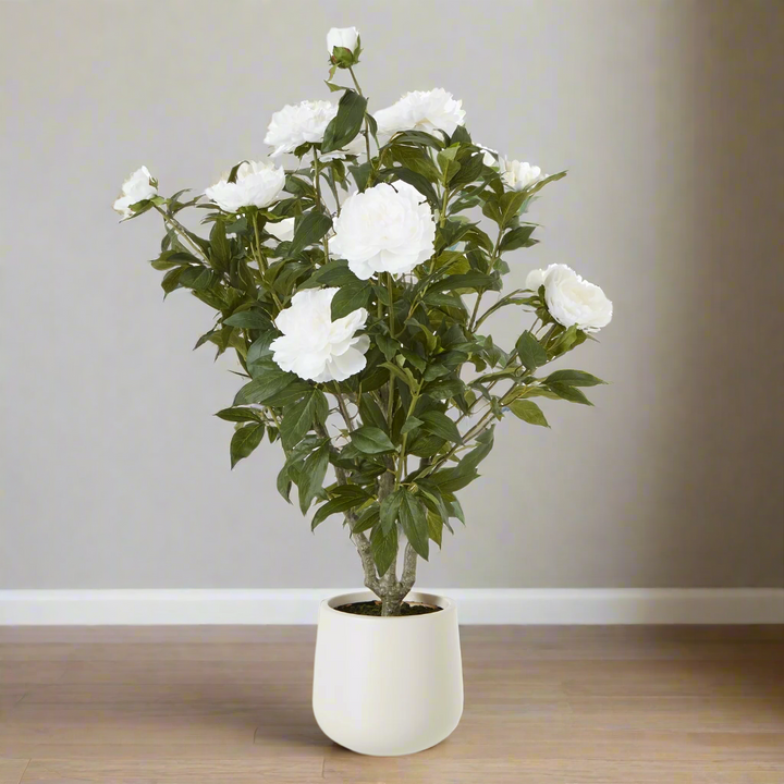 Extra Large White Peony Bush In Pot