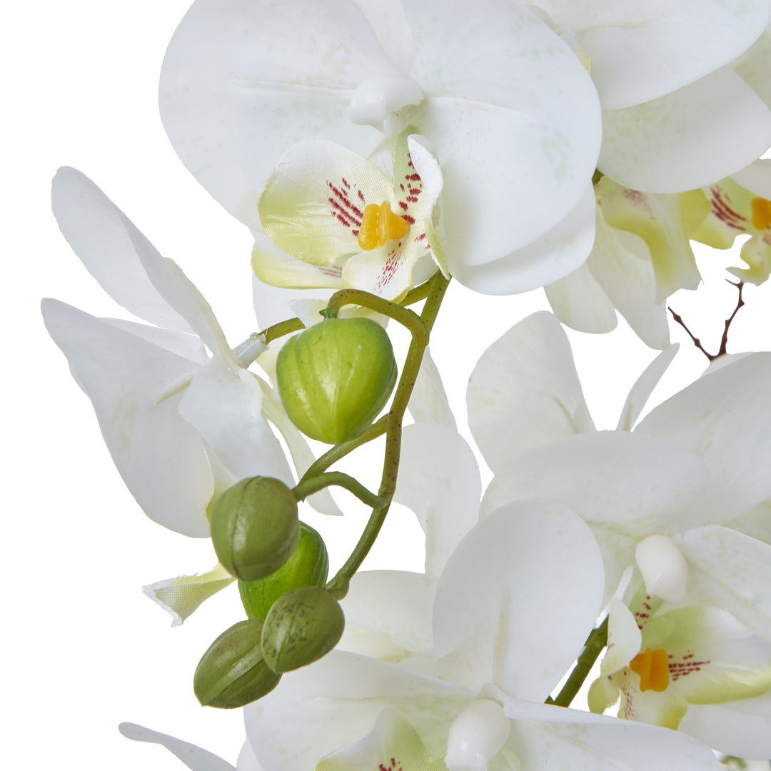 Large White Orchid In Ceramic Pot