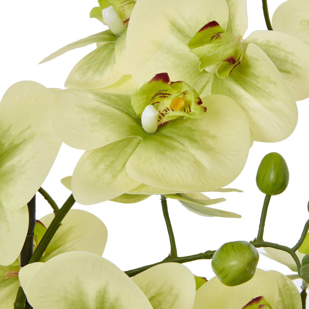 Extra Large Green Orchid In Ceramic Pot - TidySpaces