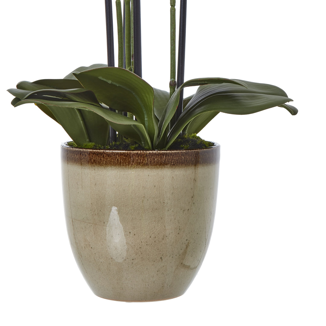 Extra Large Green Orchid In Ceramic Pot - TidySpaces