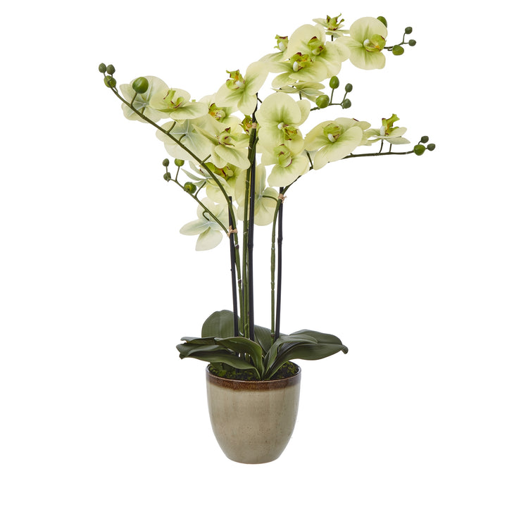 Extra Large Green Orchid In Ceramic Pot GREEN PLASTIC - TidySpaces