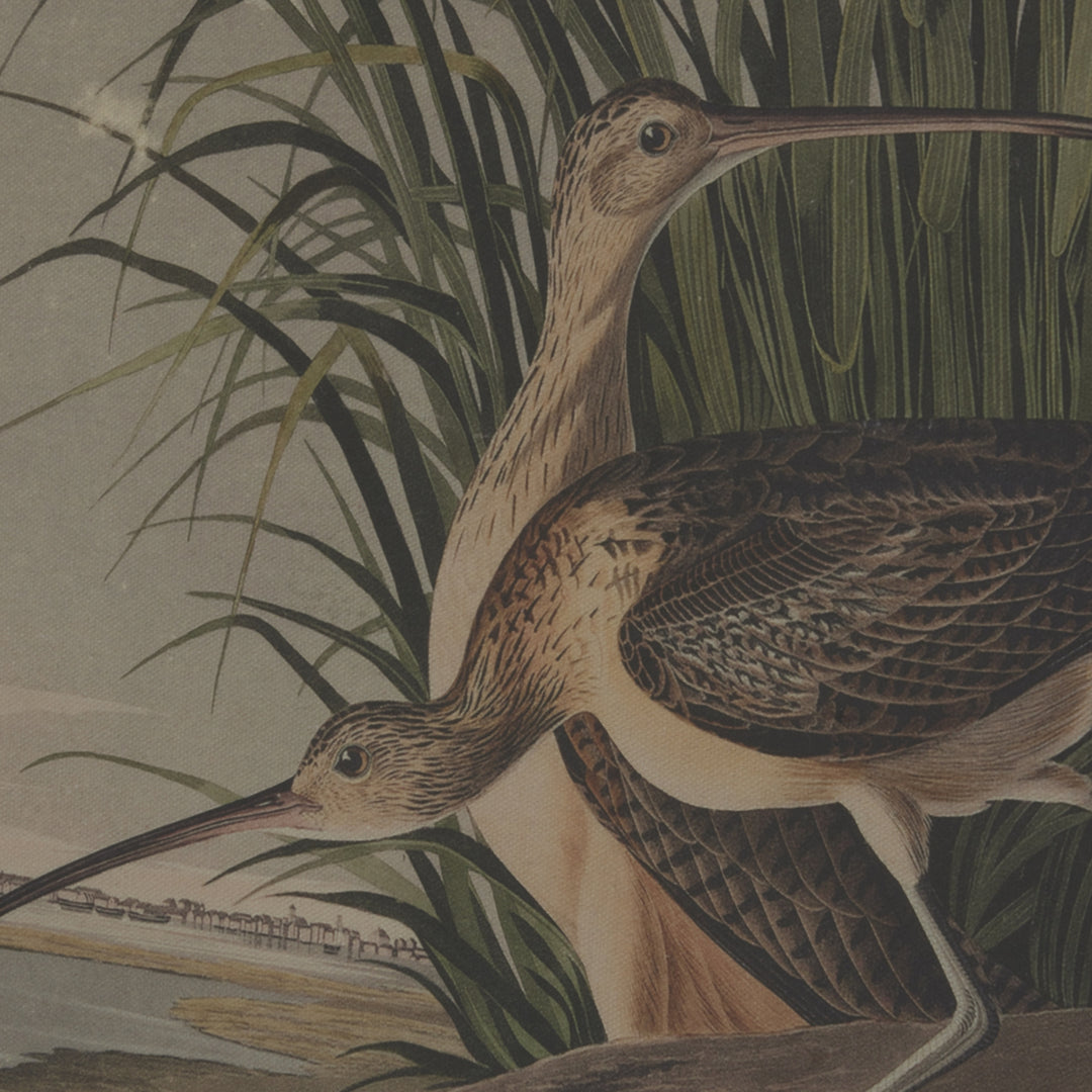 Flora & Fauna Collection Curlews On Linen In Beaded Frame - TidySpaces