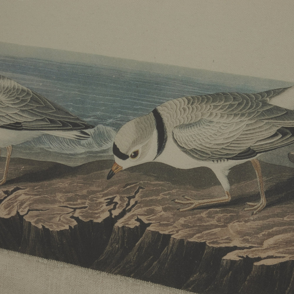 Flora & Fauna Collection Plovers On Linen In Beaded Frame - TidySpaces
