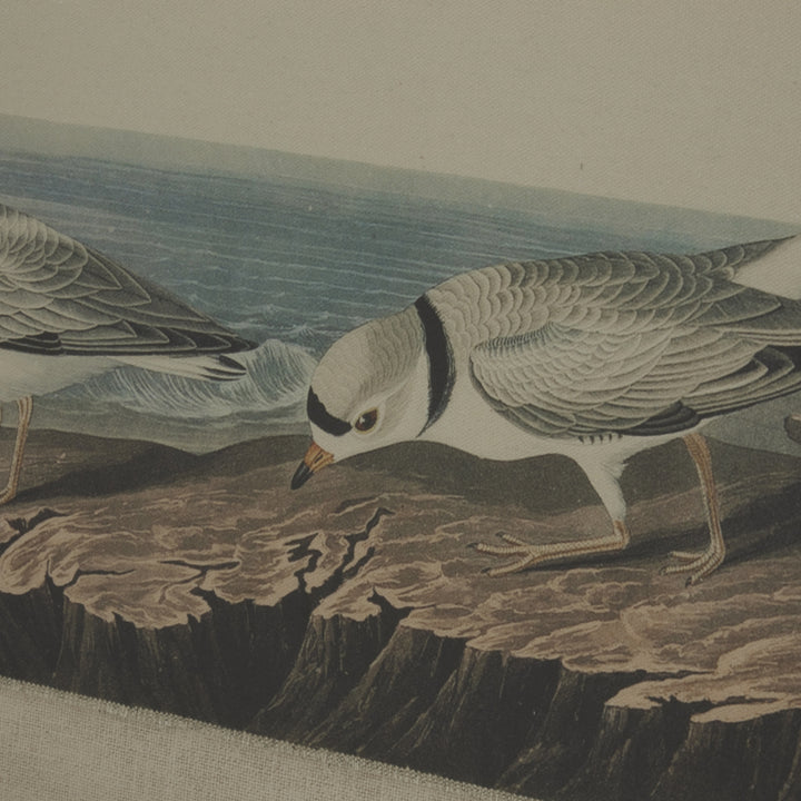 Flora & Fauna Collection Plovers On Linen In Beaded Frame - TidySpaces