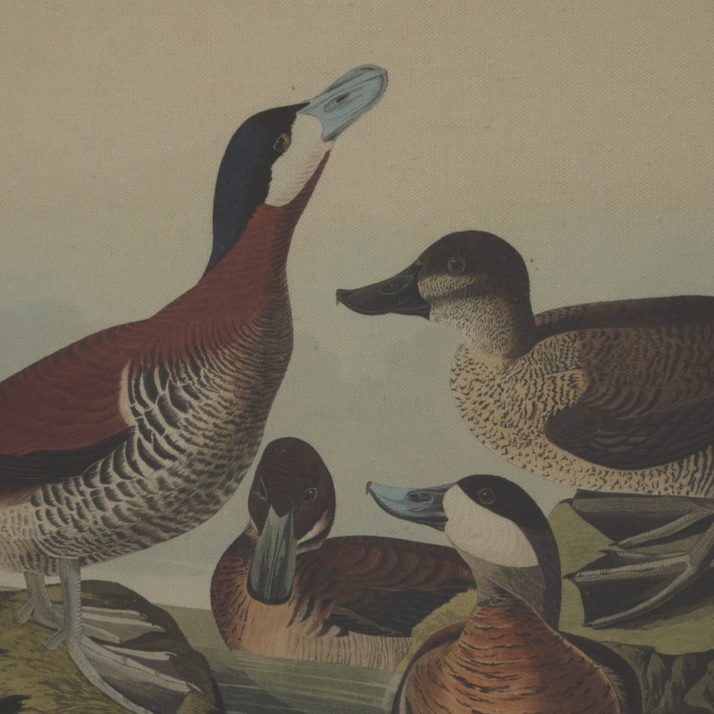 Flora & Fauna Collection Ducks On Linen In Beaded Frame - TidySpaces