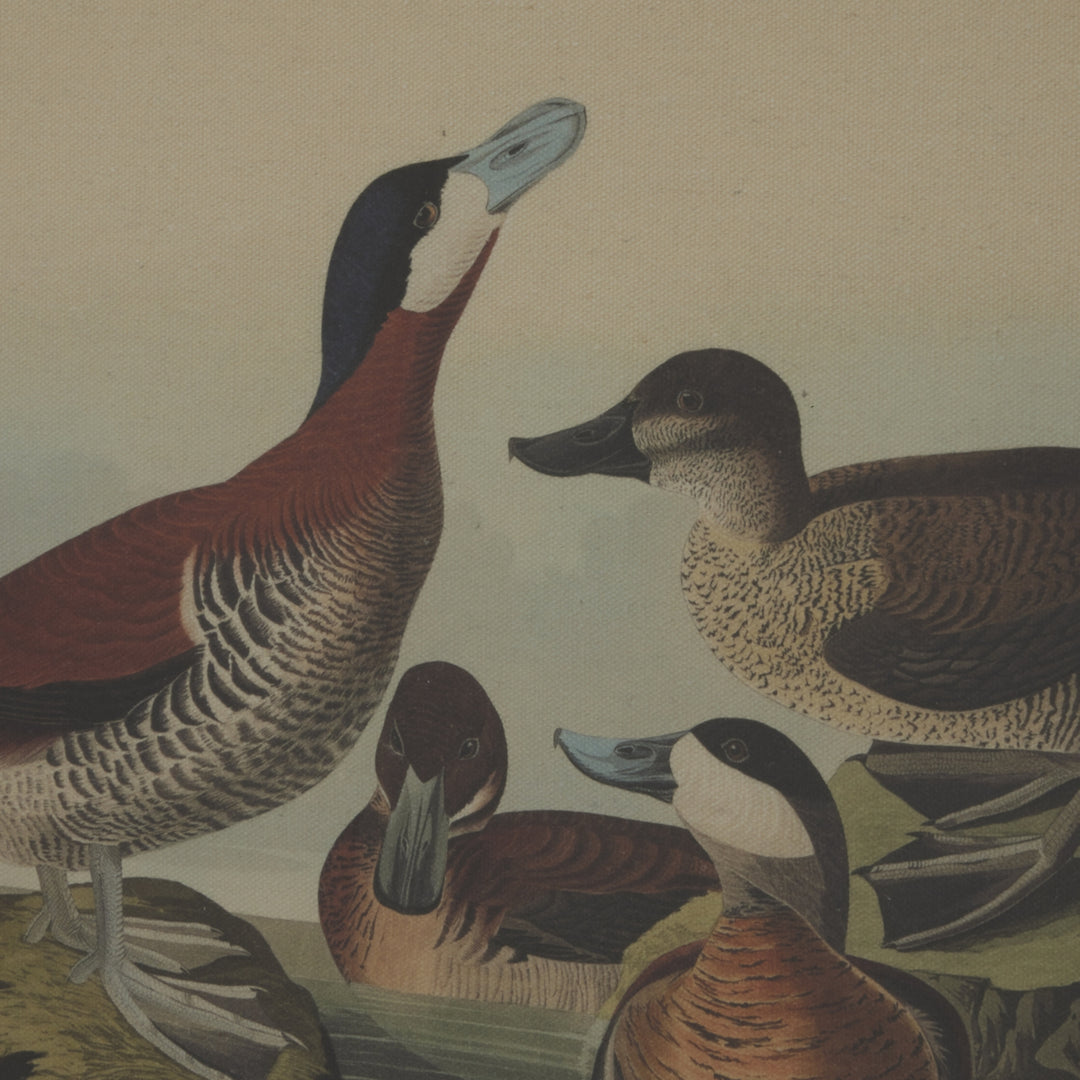 Flora & Fauna Collection Ducks On Linen In Beaded Frame - TidySpaces