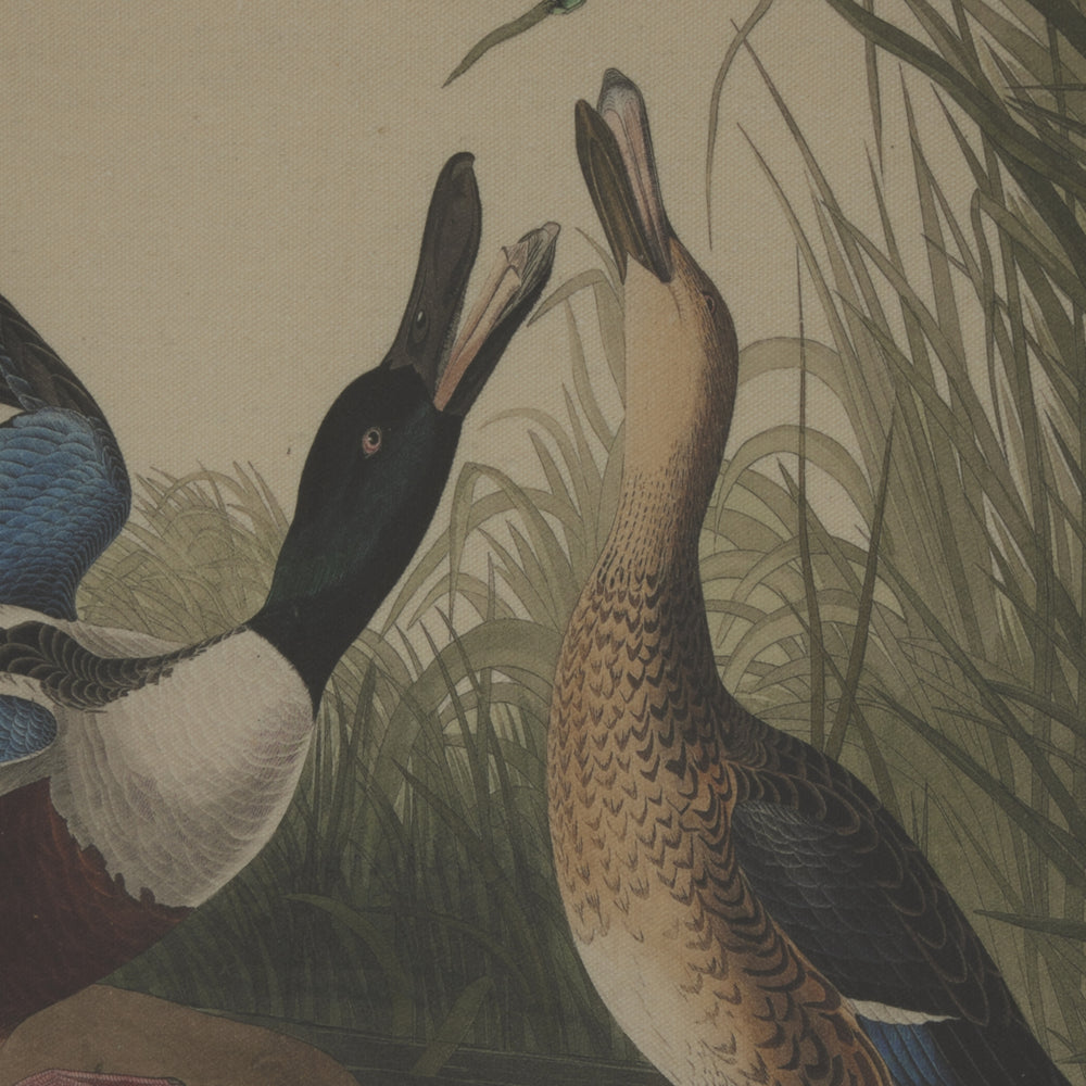 Flora & Fauna Collection Mallards On Linen In Beaded Frame - TidySpaces