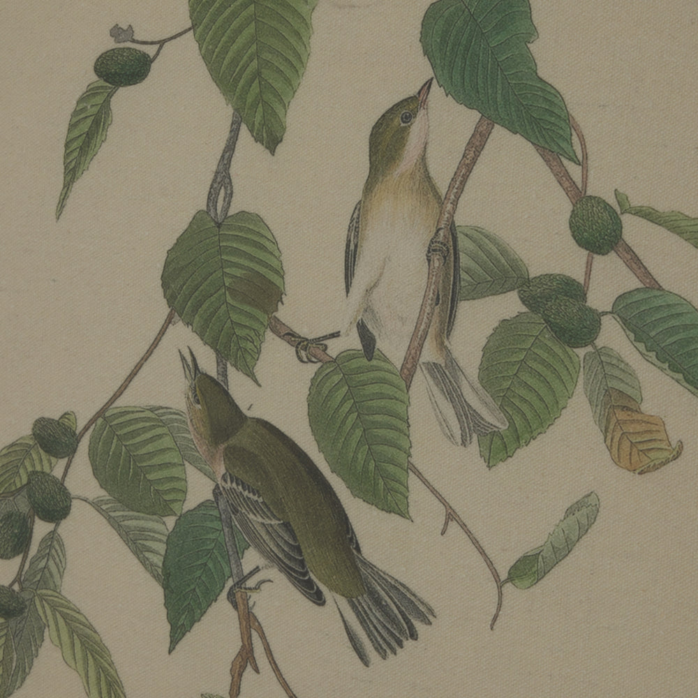 Flora & Fauna Collection Warblers On Linen In Beaded Frame - TidySpaces