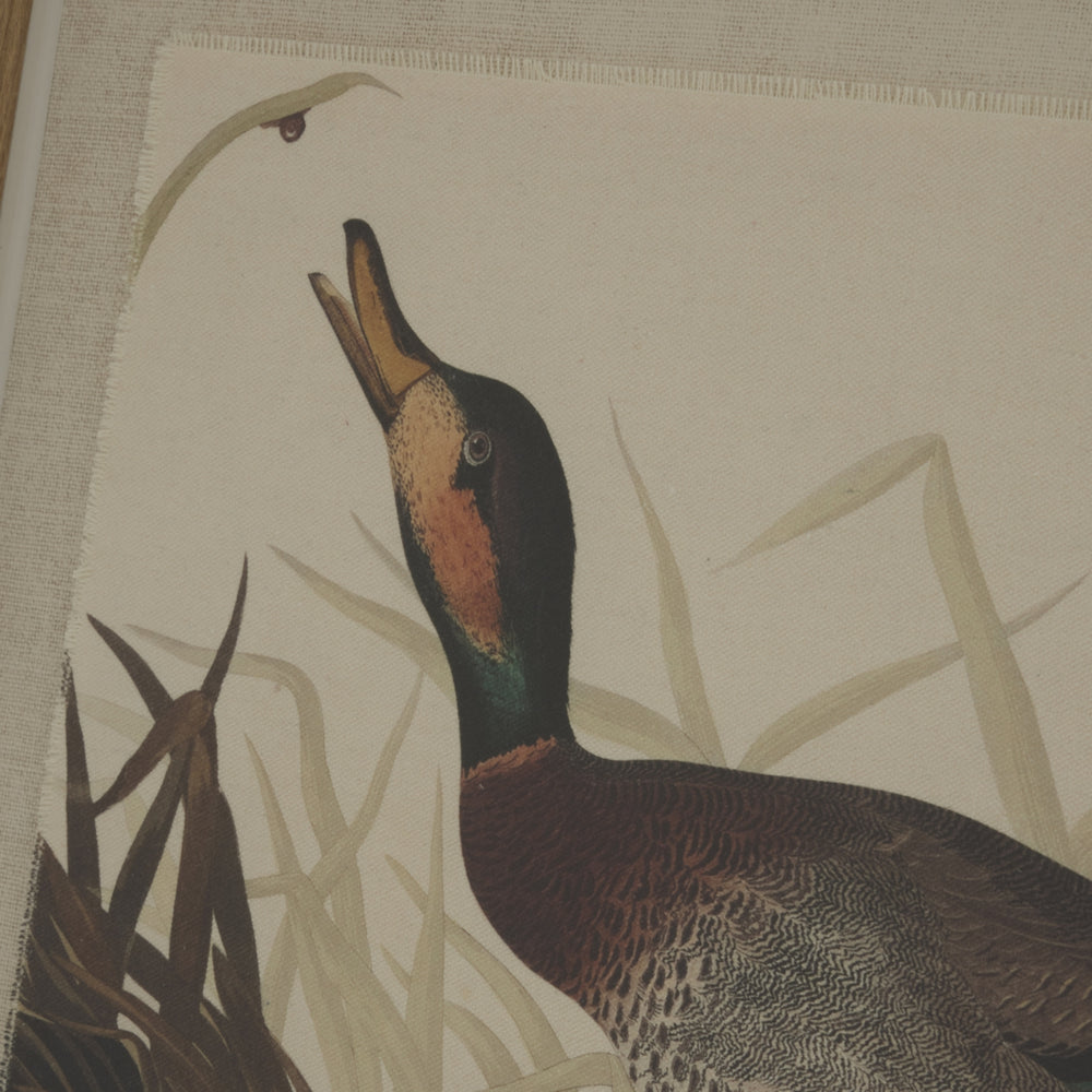 Flora & Fauna Collection Duck On Linen In Beaded Frame - TidySpaces