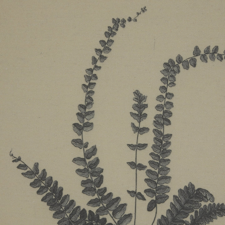 Flora & Fauna Collection Spleenwort On Linen In Beaded Frame - TidySpaces