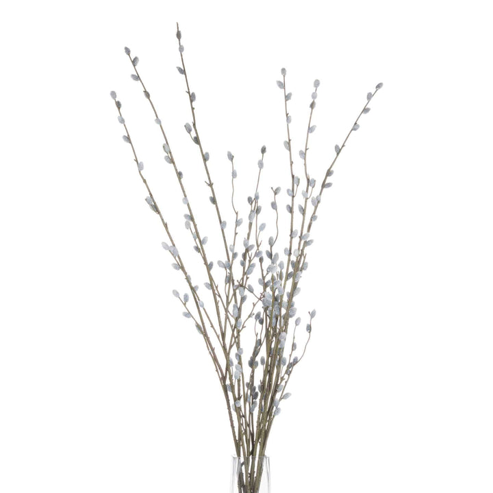 Pussy Willow Branch - TidySpaces