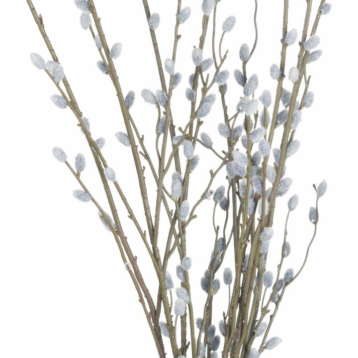 Pussy Willow Branch - TidySpaces