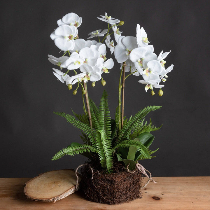 Large White Orchid And Fern Garden In Rootball WHITE PLASTIC - TidySpaces