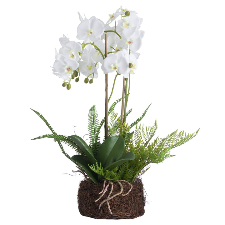 Large White Orchid And Fern Garden In Rootball - TidySpaces