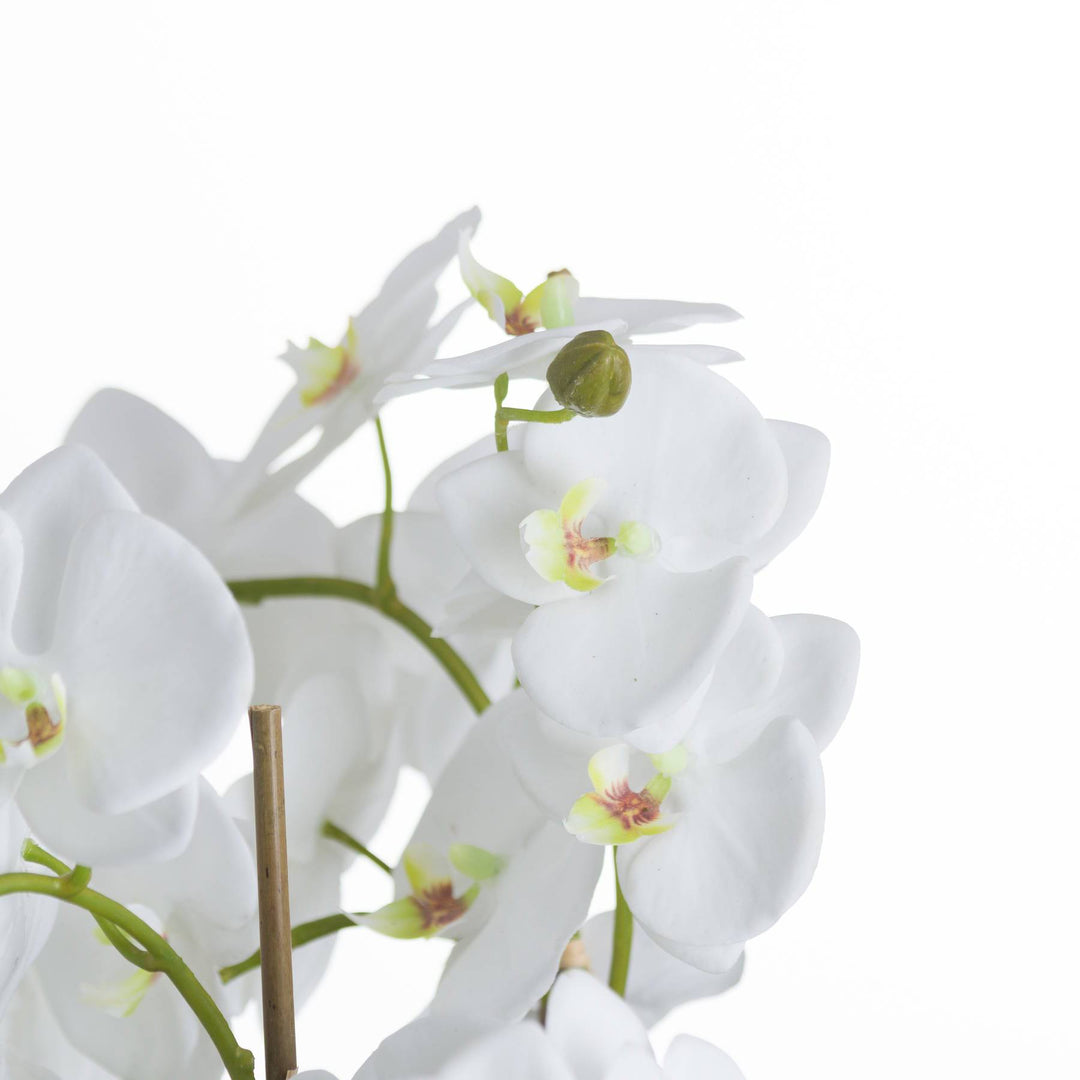 Large White Orchid And Fern Garden In Rootball - TidySpaces