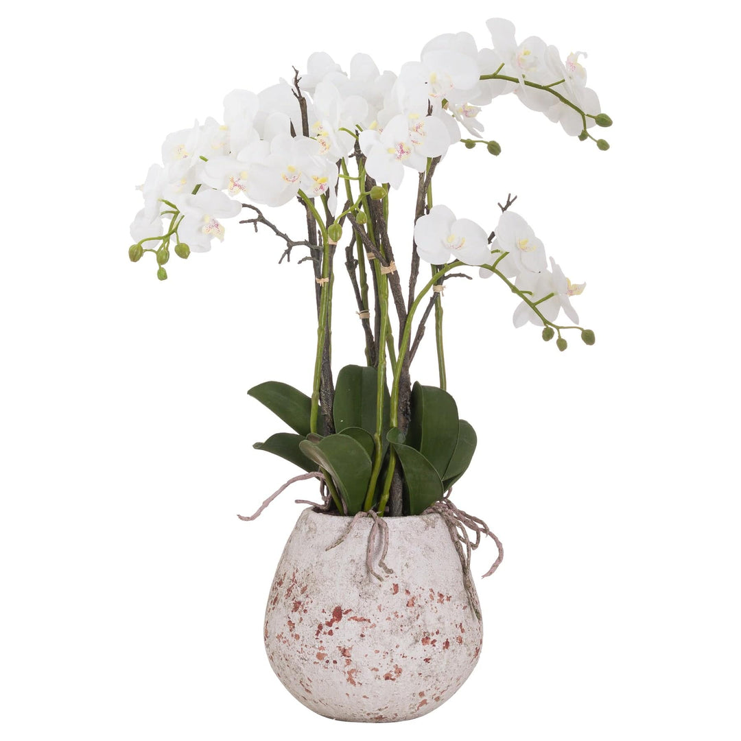 Large Stone Potted Orchid With Roots - TidySpaces
