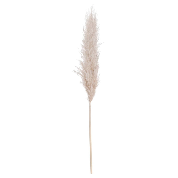 Cream Pampas grass - TidySpaces