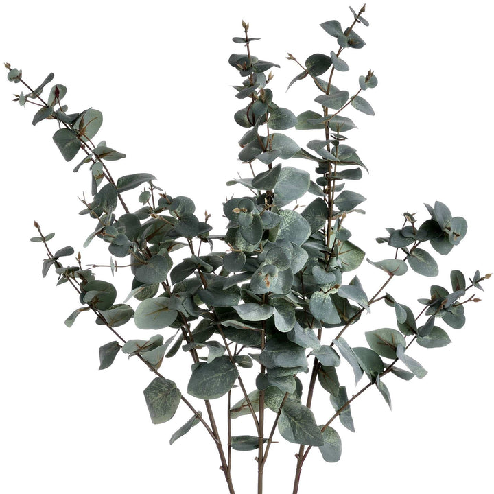 Variegated Eucalyptus - TidySpaces