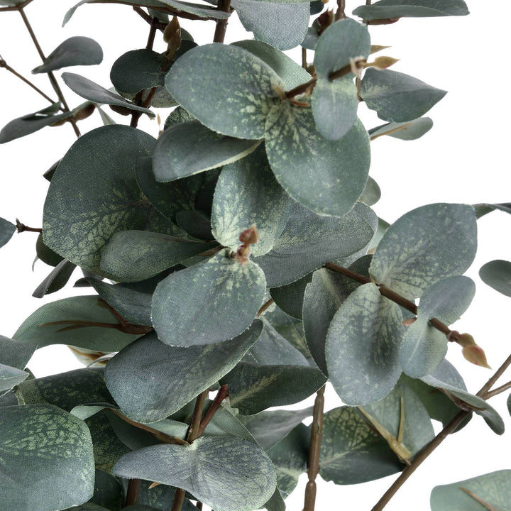 Variegated Eucalyptus - TidySpaces