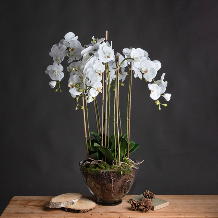 Large White Orchid In Glass Pot - TidySpaces