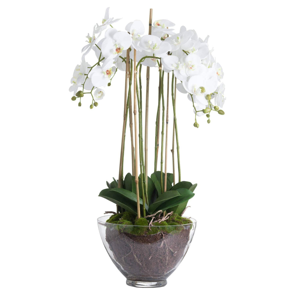 Large White Orchid In Glass Pot - TidySpaces