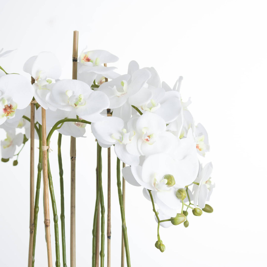 Large White Orchid In Glass Pot - TidySpaces