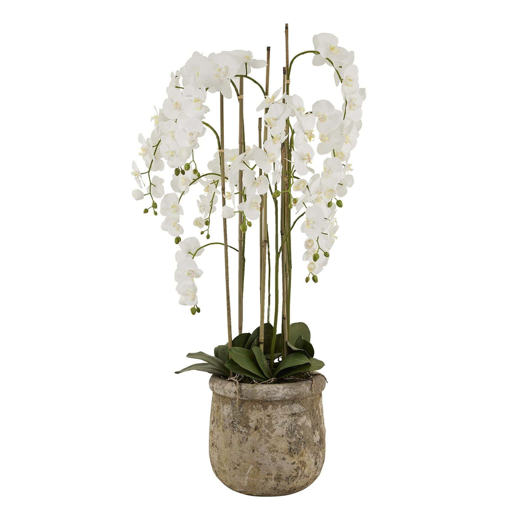 Large White Orchid In Antique Stone Pot - TidySpaces