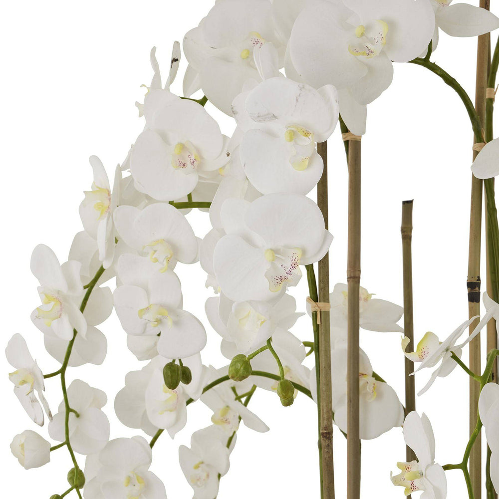 Large White Orchid In Antique Stone Pot - TidySpaces