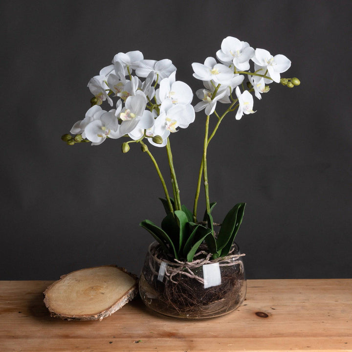 White Orchid In Glass Pot WHITE PLASTIC - TidySpaces