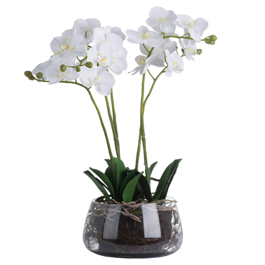 White Orchid In Glass Pot - TidySpaces