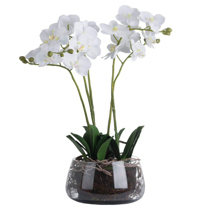 White Orchid In Glass Pot - TidySpaces