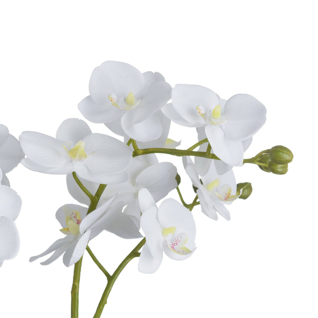 White Orchid In Glass Pot - TidySpaces