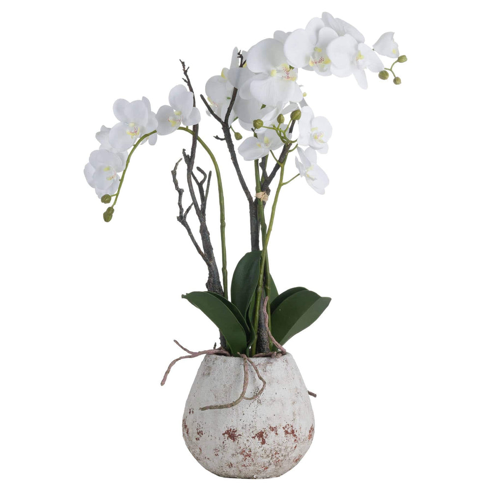 White Orchid In Stone Pot - TidySpaces