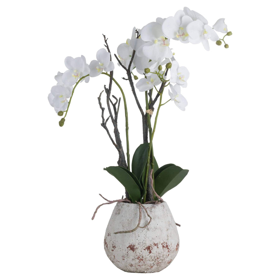 White Orchid In Stone Pot - TidySpaces