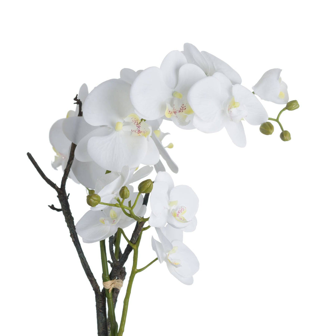 White Orchid In Stone Pot - TidySpaces