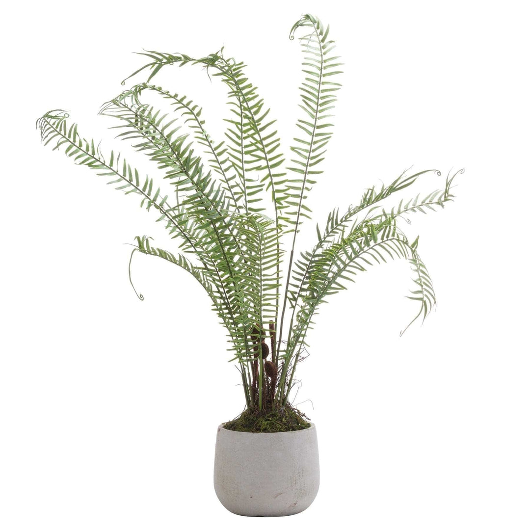 Boston Large Potted Fern - TidySpaces